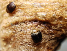 カマキリタマゴカツオブシムシ