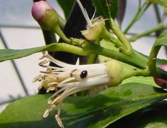 コクロヒメテントウ成虫