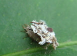 クサカゲロウ幼虫