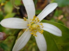レモンお花、可憐でしょ！
