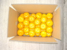 温室みかん、皆さんにお届け