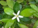 温室みかんの花