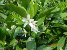 ５月、花が咲きます。