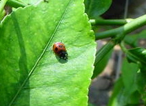 iizVegE